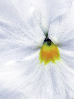 Skiing And Slopes - Pansy 04 - Thoughts of You by Pamela Critchlow