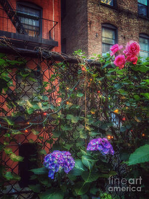 Roses Rights Managed Images - Paradise by the Backyard Gate - City Garden Royalty-Free Image by Miriam Danar