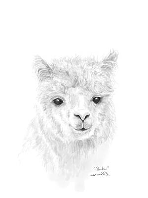 Recently Sold - Mammals Drawings - Parker by Kristin Llamas