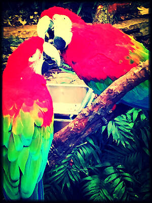 Olympic Sports - Parrot couple by April Patterson