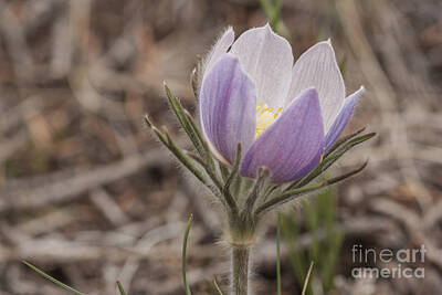 Rustic Cabin - Pasque Flower by Carolyn Brown