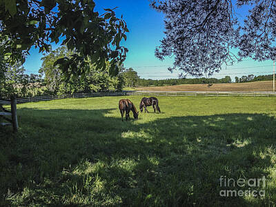 Joann Long Royalty-Free and Rights-Managed Images - Pasture Time by Joann Long