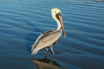 Boho Beach Days - Peace Out Pelican by Korrine Holt