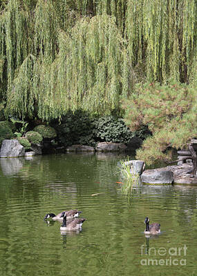 Ships At Sea Royalty Free Images - Peaceful Pond with Geese and Willow Tree Royalty-Free Image by Carol Groenen