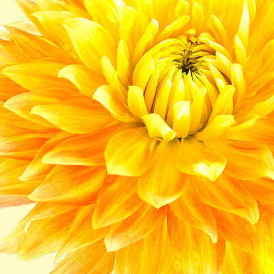 Grateful Dead Royalty Free Images - Peach and Yellow Dahlia Royalty-Free Image by Lynne Albright