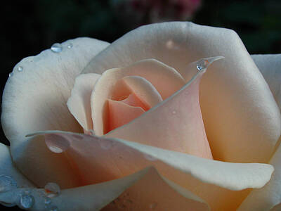 Roses Photo Royalty Free Images - Peach Rose Royalty-Free Image by Juergen Roth