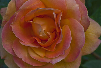 Roses Rights Managed Images - Peach Rose Macro Royalty-Free Image by Emerald Studio Photography