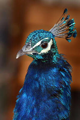 Lupen Grainne - Peacock by Anthony Jones
