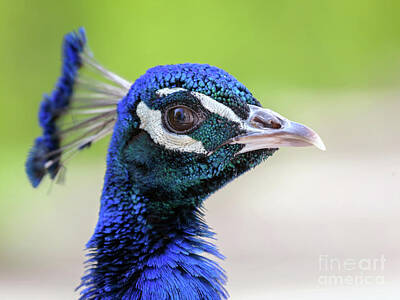 Birds Photo Rights Managed Images - Peacock head portrait Royalty-Free Image by Michal Bednarek