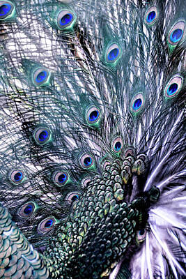 Birds Photo Rights Managed Images - Peacocks Feathers Royalty-Free Image by Joachim G Pinkawa