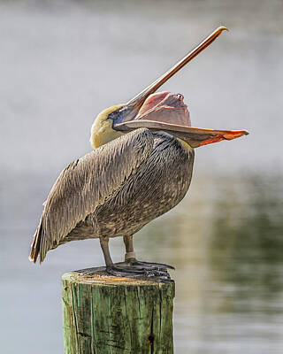 Queen Rights Managed Images - Peculiar Pelican Pose  8506 Royalty-Free Image by Karen Celella