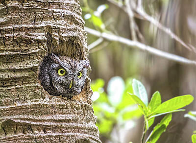 Heavy Metal Rights Managed Images - Peek-A-Boo Eastern Screech Owl Royalty-Free Image by Cindi Alvarado