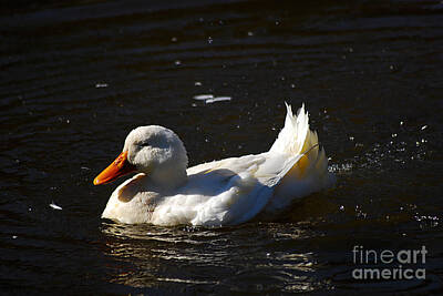Black And White Rock And Roll Photographs - Pekin Duck 20131101_128 by Tina Hopkins