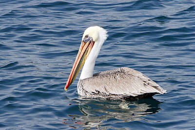 Wine Corks Royalty Free Images - Pelican at Sea Royalty-Free Image by Shoal Hollingsworth