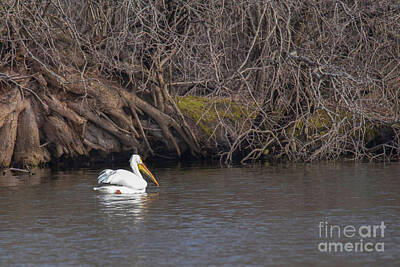Nikki Vig Royalty Free Images - Pelican Floating on a Pond at Dusk Royalty-Free Image by Nikki Vig