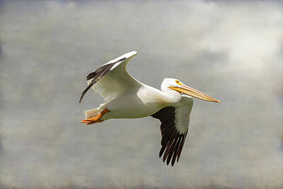 Recently Sold - James Bo Insogna Royalty Free Images - Pelican In Flight Royalty-Free Image by James BO Insogna