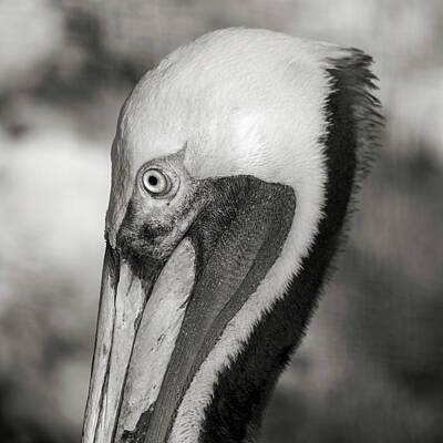 Portraits Photos - Pelican Portrait Florida Keys by Betsy Knapp