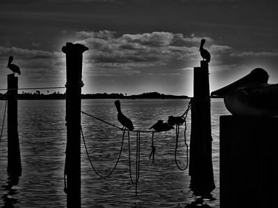 Black Cat Crossing - Pelicans at End of the Day, Black and White by Mark Mitchell