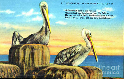 Just Desserts - Pelicans Vintage Postcard by Jennifer Capo