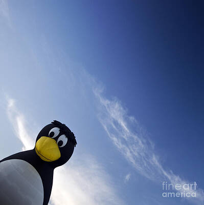 Northern Lights Royalty Free Images - Penguin Royalty-Free Image by Ang El