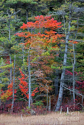 White Roses - Pennsylvania Laurel Highlands Autumn by John C Stephens