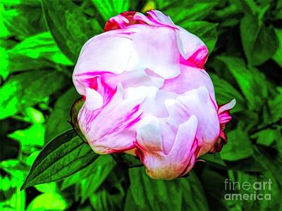 Fruit Photography - Peony Blooming by Debra Lynch