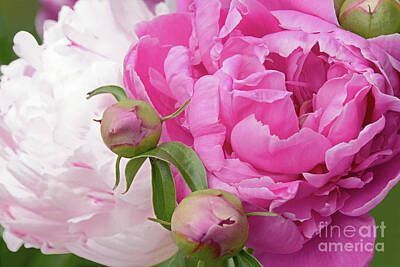 Nailia Schwarz Food Photography - Peony Pair in Pink and White  by Regina Geoghan