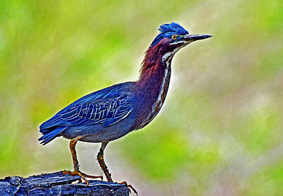 Nfl Team Signs - Perched Green Heron by Rodney Campbell