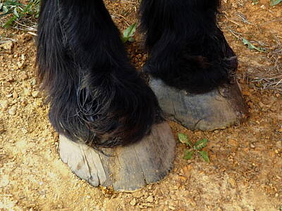 Baby Animal Heads Amy Hamilton - Percheron Hooves by Julie Pappas