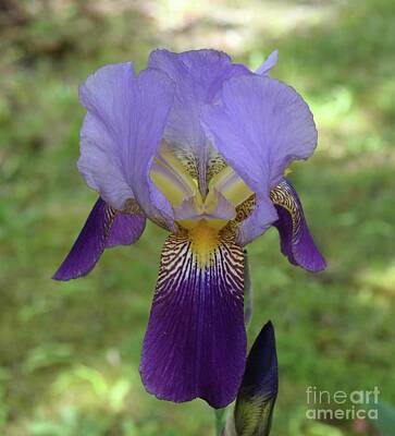 Vintage Country Maps - Perfect Iris by Barrie Stark