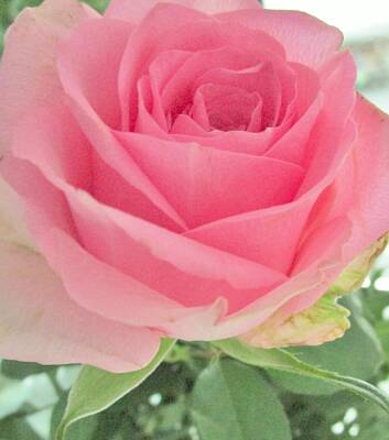 Florals Royalty-Free and Rights-Managed Images - Perfect Pink Rose by Sharon Ackley