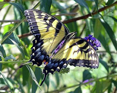 1-war Is Hell - Perfection - Eastern Tiger Swallowtail by Cindy Treger