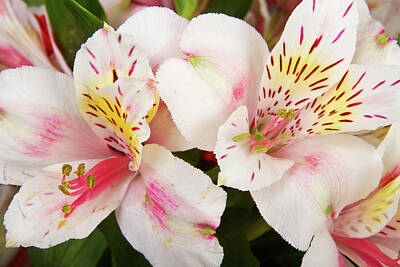 James Bo Insogna Rights Managed Images - Peruvian Lilies  Flowers White and Pink Color Print Royalty-Free Image by James BO Insogna
