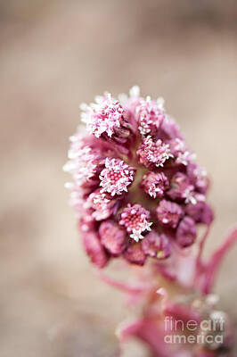 Frame Of Mind Royalty Free Images - Petasites hybridus flowers macro Royalty-Free Image by Arletta Cwalina