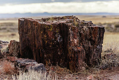 Negative Space - Petrified log in the Petrified Forest by SAURAVphoto Online Store