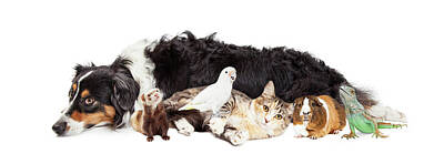 Birds Rights Managed Images - Pets Together on White Banner Royalty-Free Image by Good Focused
