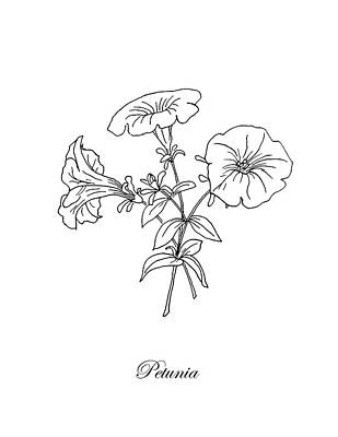 Floral Drawings - Petunia. Botanical by Masha Batkova