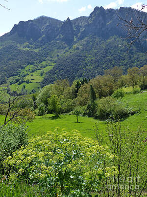 Moody Trees - Springtime in the Picos de Europa - Spain by Phil Banks