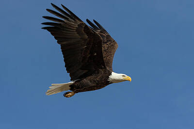 Iconic Women Royalty Free Images - Picture Perfect Bald Eagle Flyby Royalty-Free Image by Tony Hake