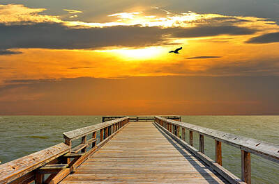 Animals Photos - Pier into the sunset by Patrick Wolf