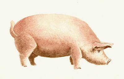 Animals Painting Rights Managed Images - Pig Royalty-Free Image by Michael Vigliotti
