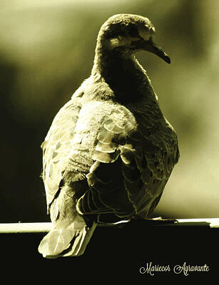 Wine Down Rights Managed Images - Pigeon Friend in Green Sepia Royalty-Free Image by Mariecor Agravante