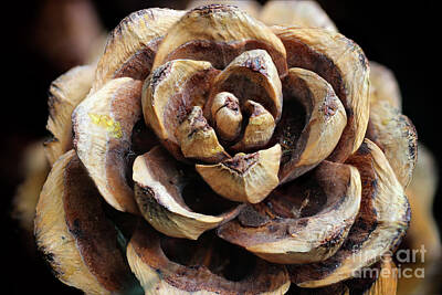 Recently Sold - Abstract Flowers Photos - Pine Cone Rose by Karen Adams