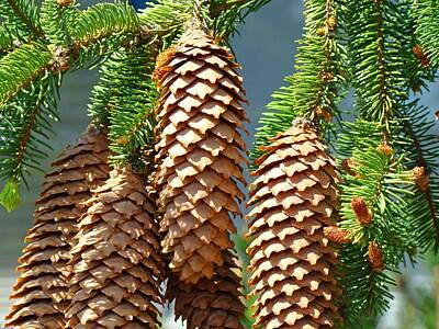 Traditional Kitchen Royalty Free Images - Pine Cones art prints Conifer Pine Tree Landscape Baslee Troutman Royalty-Free Image by Patti Baslee