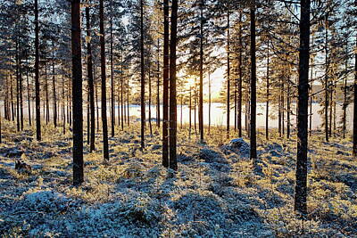 Holiday Cookies - Pine forest at a frozen lake basking in the golden winter sun by Ulrich Kunst And Bettina Scheidulin