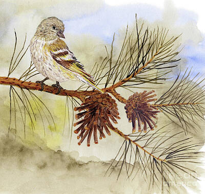 Design Pics - Pine Siskin among the Pinecones by Thom Glace