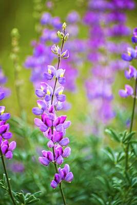 Angels And Cherubs - Pink and Purple Lupine by Lynn Bauer