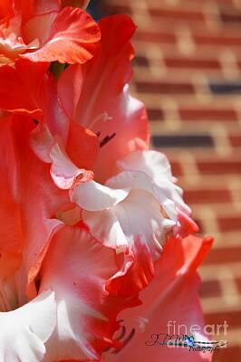 Rustic Cabin - Pink and White Jumbo Gladiolus2 by Jannice Perdomo-Walker