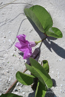 Maps Rights Managed Images - Pink Beach Flower in the Sand Royalty-Free Image by Carol Groenen