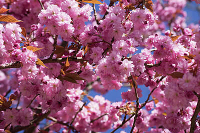 Robert Braley Royalty-Free and Rights-Managed Images - Pink Blooming Tree 201304232114 by Robert Braley